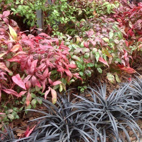 Nandina Pygmaea - Pb5