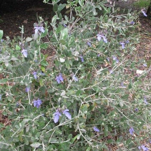 Teucrium fruticans, Silver Germander - Pb6.5