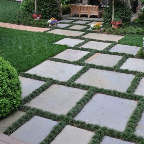 Ophiopogon jap. Nana, Dwarf Turf Lily - Tube