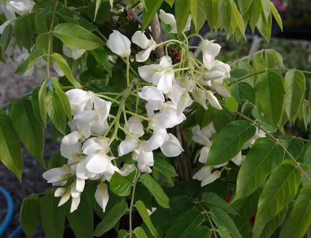 Wisteria s. White Shappire