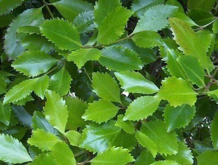 Laurelia novae-zelandiae, Pukatea - pb18