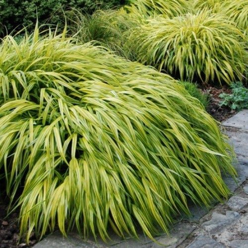 Hakonechloa Albo-aurea - 1.3Ltr/2Ltr