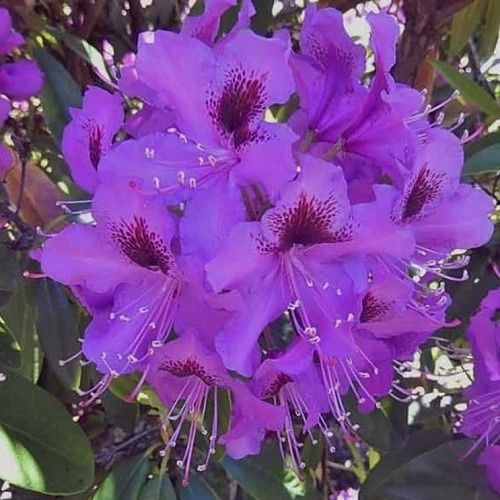 Rhododendron Bumble Bee - 6Ltr