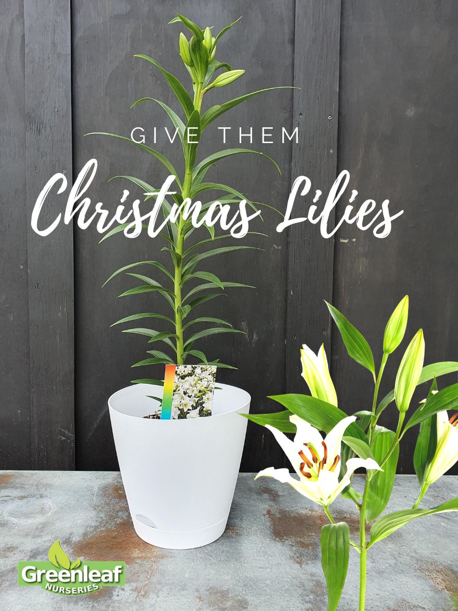 Christmas Lily, Snow Queen  - 2.5Ltr (60/100)