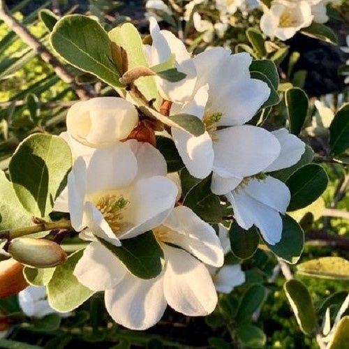 Michelia Velvet and Cream - 5Ltr/9Ltr