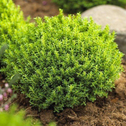 Hebe Emerald Gem - Pb3/Pb5 (10/15)