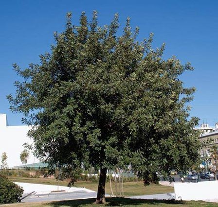 Ceratonia siliqua, Carob Tree - Pb6.5