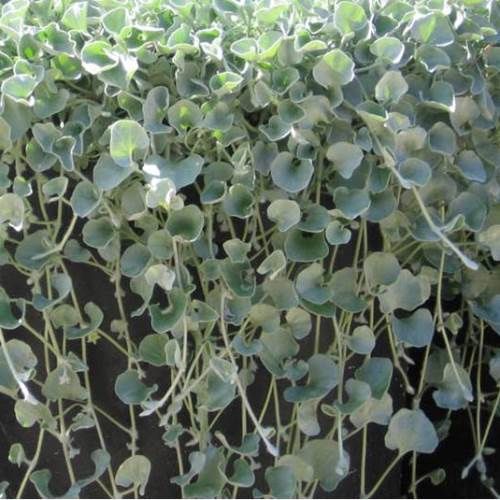 Dichondra a. Silver Falls - 2Ltr/3Ltr
