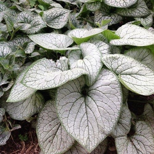 Brunnera Silver Heart, Bugloss - 2Ltr/2.5Ltr