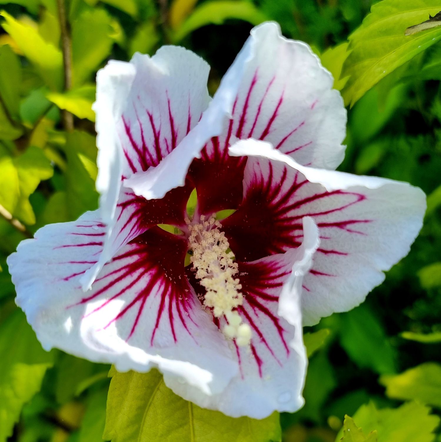 Hibiscus Christine Hawkes - Pb6.5