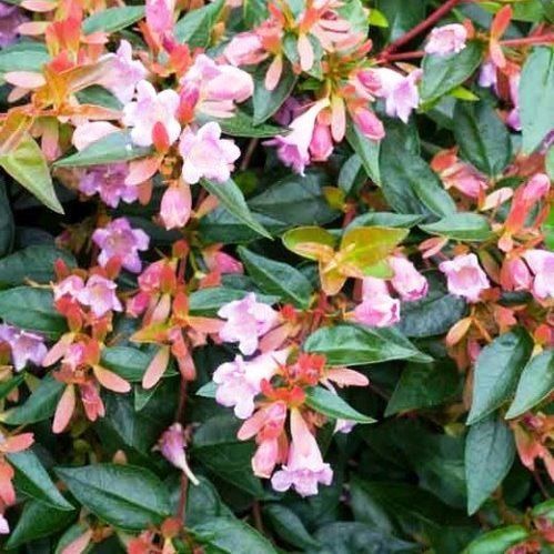 Abelia Edward Goucher - Pb6.5