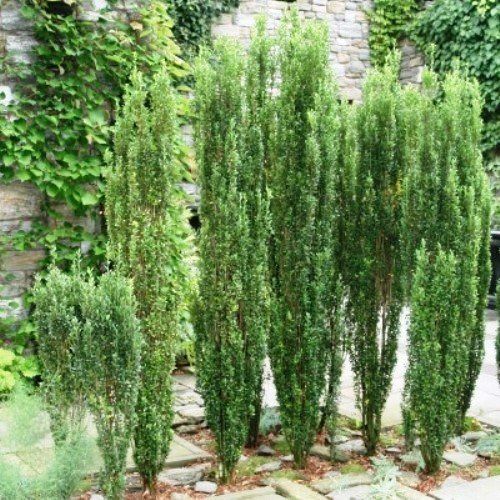 Ilex crenata Sky Sentry/ Sky Pencil- 5Ltr (90/100cm)