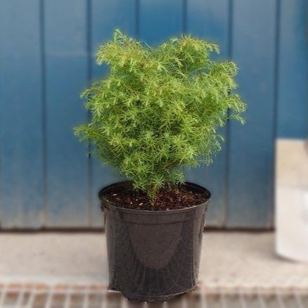 Cryptomeria japonica Elegans Compacta, Dwarf Japanese Cedar