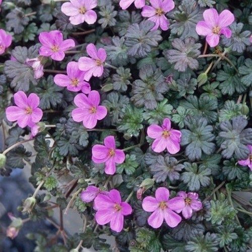 Geranium Bertie Crug, Cranesbill - 1.5Ltr