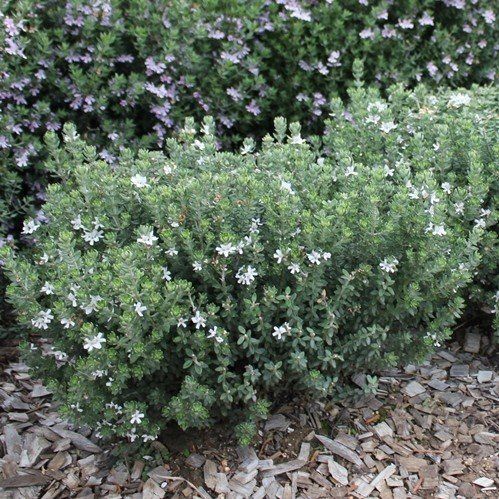 Westringia Grey Box, Coastal Rosemary - 2.5Ltr