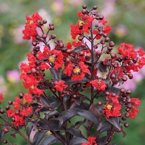 Lagerstroemia Best Red, Crepe Myrtle - 2.4Ltr