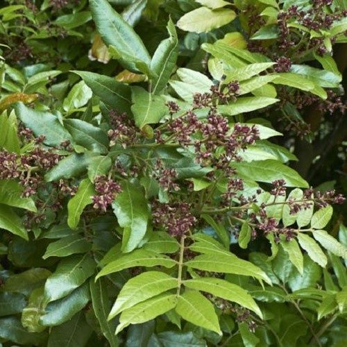 Alectryon excelsus, Titoki - Pot