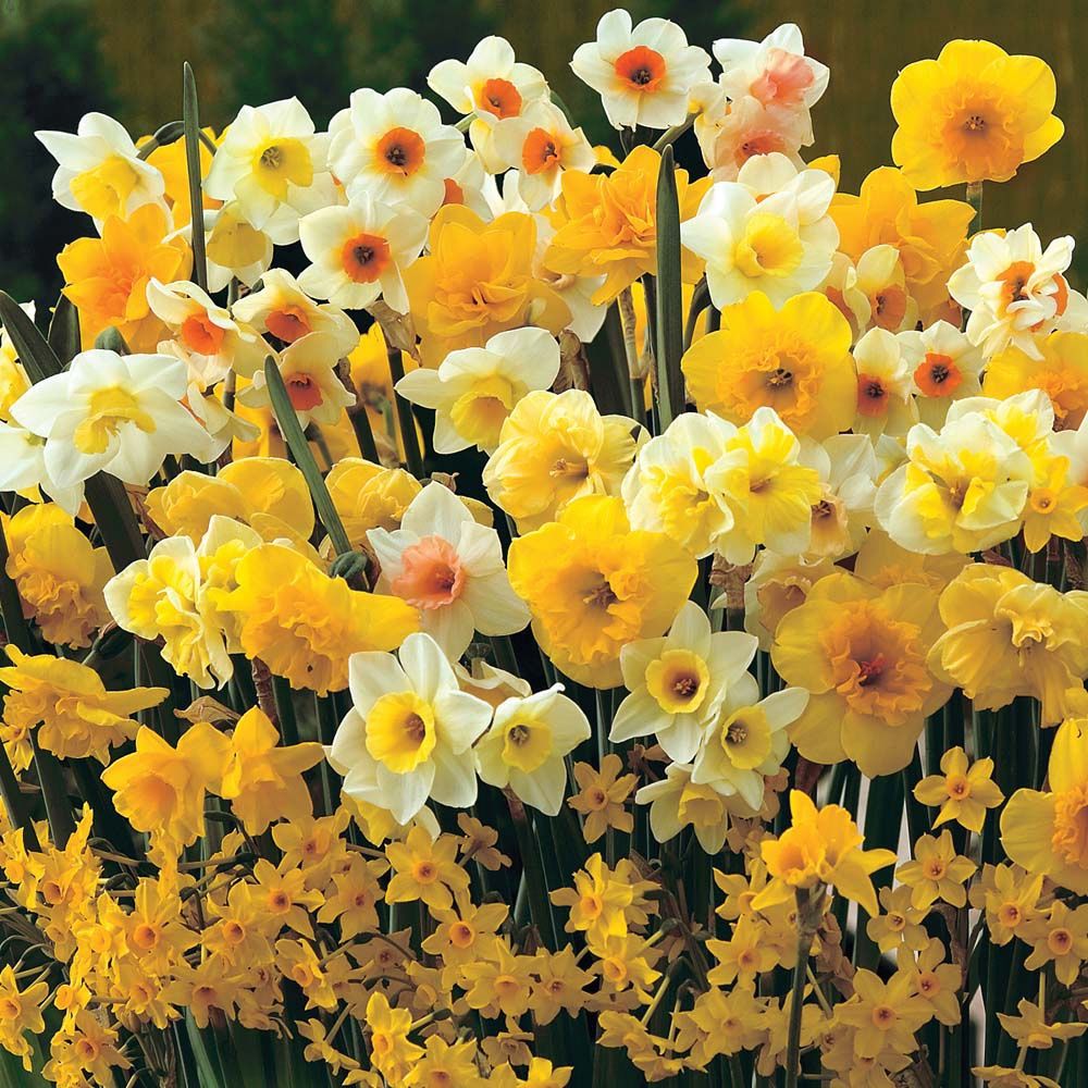 Daffodils - Mixed 10
