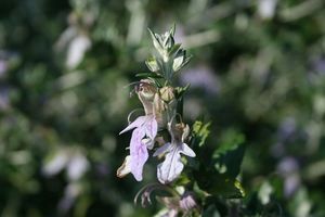 Teucrium fruticans - Pot