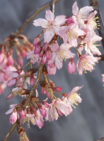 Prunus Pink Cloud (H/W) - Pb40/Pb60 (150)