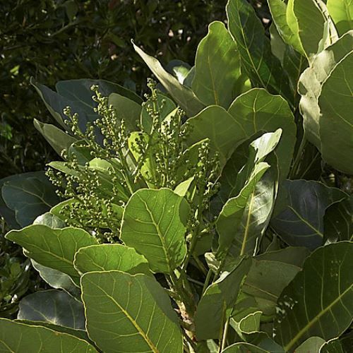 Meryta sinclairii, Puka - 35Ltr