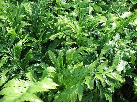 Asplenium Maori Princess - Pb3/Pb5