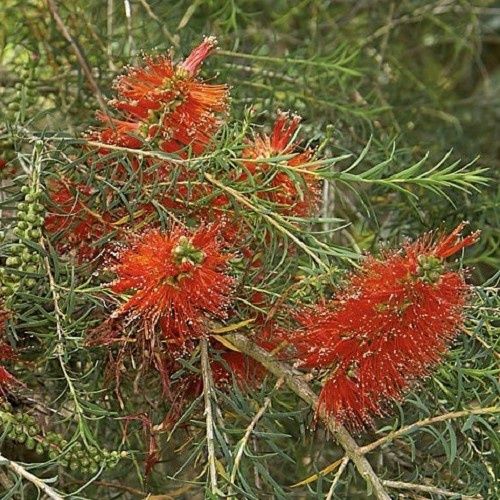 Melaleuca Red Robin - Pot