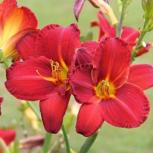 Hemerocallis Kent&#39;s Favourite, Daylily - 1.5Ltr