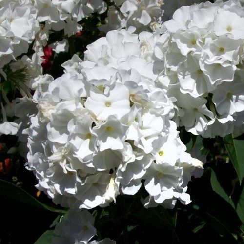 Phlox Snow White - 1.4Ltr