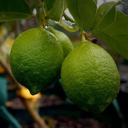 Lime Tahitian topiary standard  (120/160)