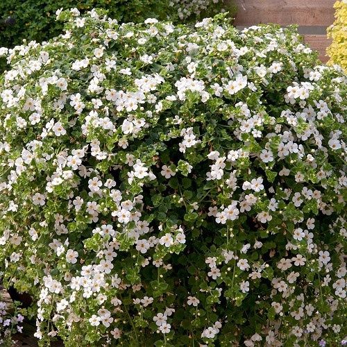 Bacopa Gulliver White - 1.5Ltr