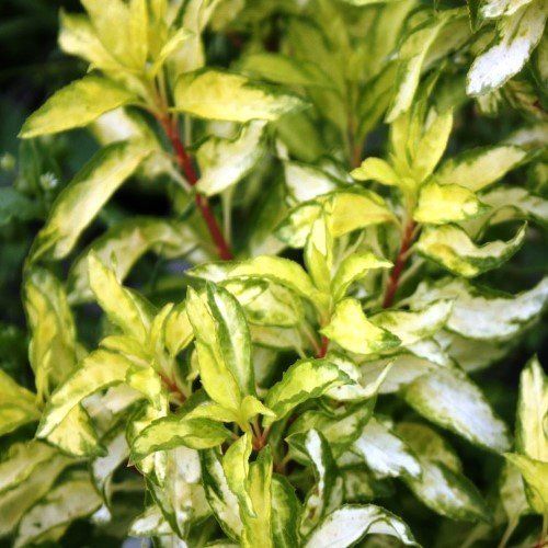 Forsythia x Fiesta - Pb5