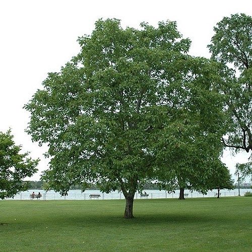 Juglans regia, English Walnut - Pb28