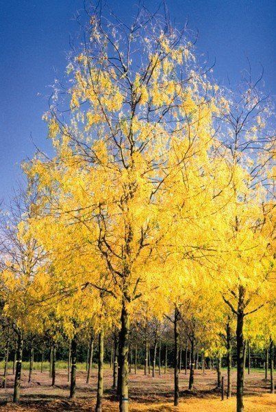 Gleditsia t. Skyline, Honey Locust - Pb28/40 (160/220)
