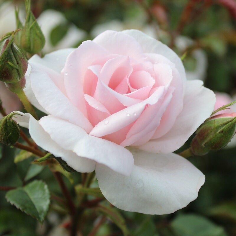 Rose City of London (climber)