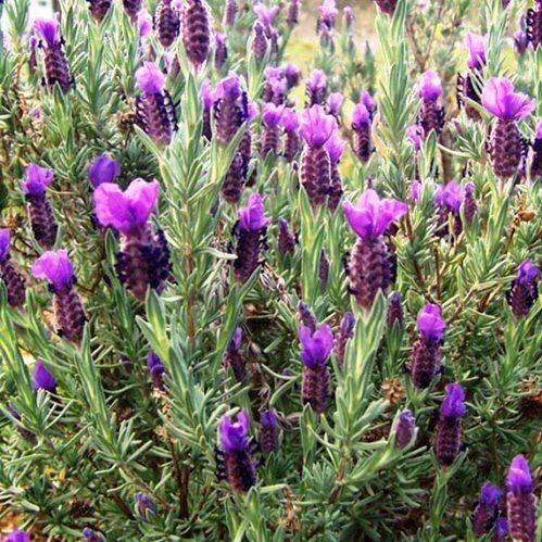 Lavandula stoechas Pukehou - Pot