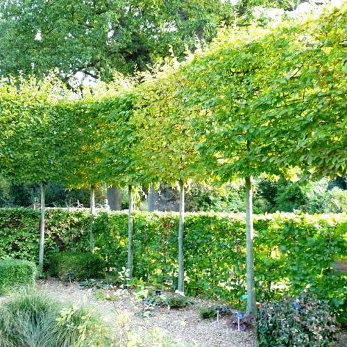 Carpinus betulus, Hornbeam - (2.4-2.8m) 45 ltr