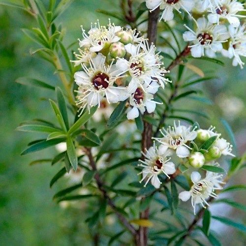 Kunzea robusta, Kanuka - Pot