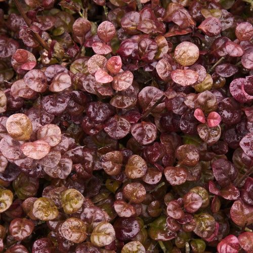 Lophomyrtus Red Dragon - Pb6.5