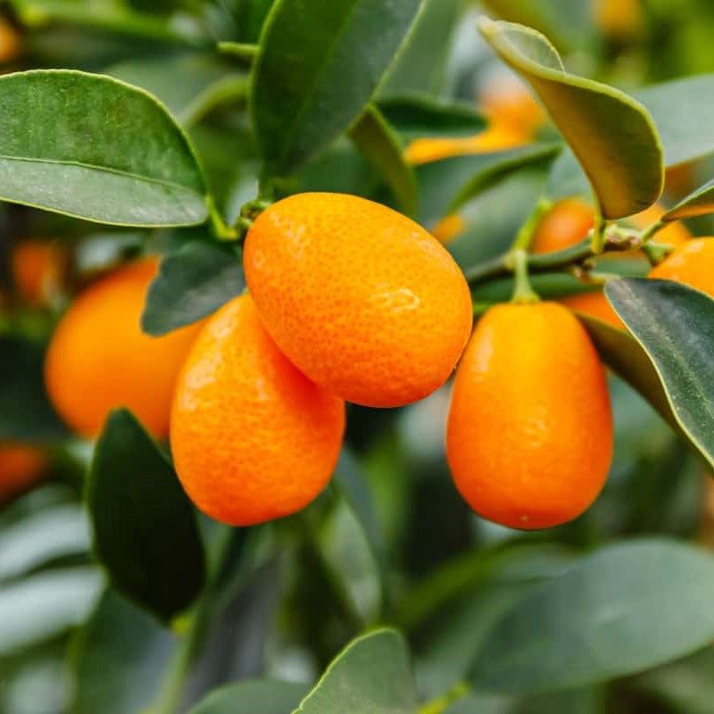 Kumquat - Meiwa