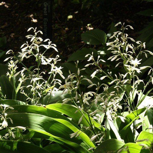 Arthropodium Matapouri Bay, Renga Renga Lily - Pb5