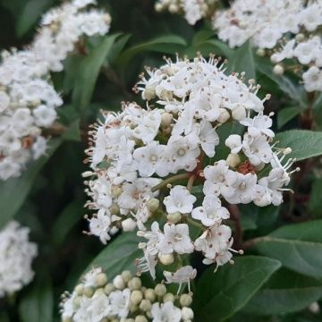 Viburnum tinus Lucidum - Pb5