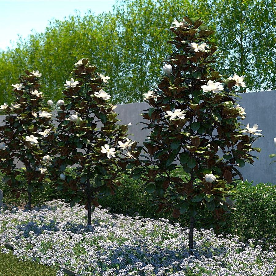 Magnolia Little Gem - 4Ltr/8.5Ltr