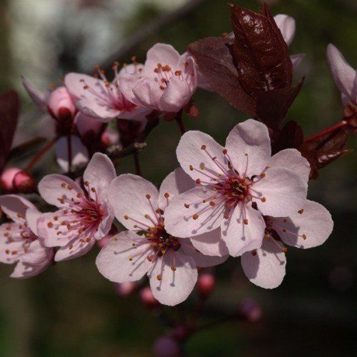 Prunus Thundercloud, Cherry Plum - Pb18