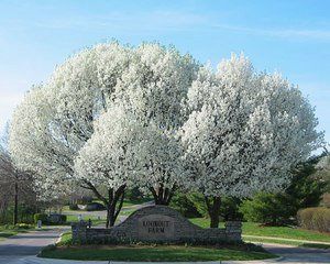 Pyrus c. Aristocrat - 240-280cm