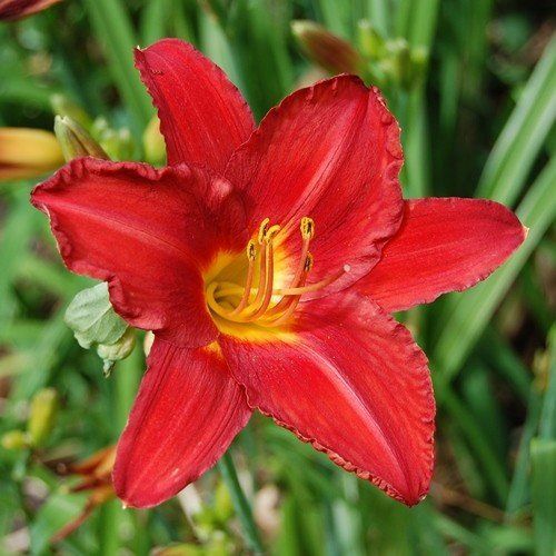 Hemerocallis Crimson Icon, Daylily - 1.3Ltr