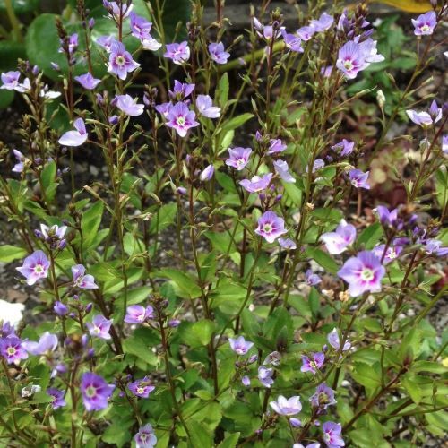 Parahebe Baby Blue - Pb3/Pb5