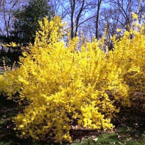 Forsythia Lynwood Gold - Pb6.5 (50/100)