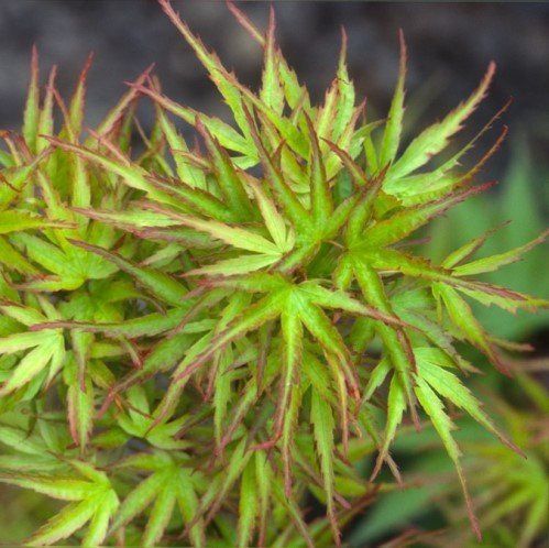 Acer Kamagata - Pb40