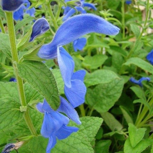 Salvia Deep Blue - 1.3Ltr